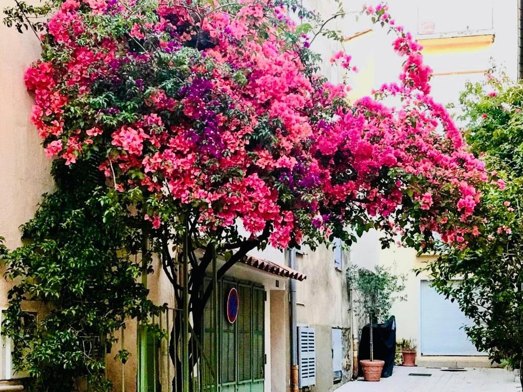 Apartamento Le Caillou A La Ponche St Tropez Saint-Tropez