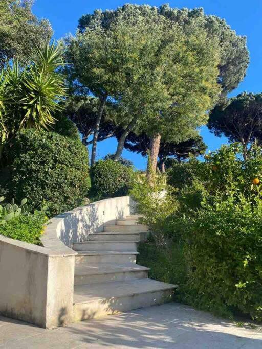 Liana * Saint-Tropez