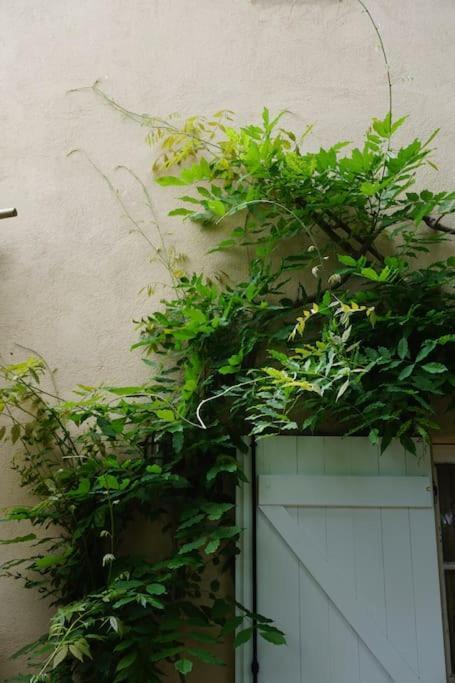 La Mandragore Villa Saint-Tropez