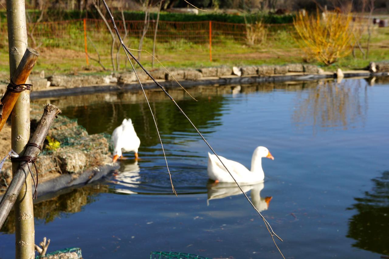 Campagne Les Jumeaux * Ramatuelle